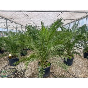 Datľovník kanársky (Phoenix canariensis) - výška 170-200 cm, kont. C130L ( -6°C) - EXEMPLÁR